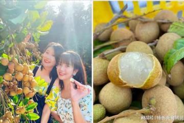 中國的龍眼之鄉在哪裡？這7大龍眼產地 哪的最好吃？有你的家鄉嗎