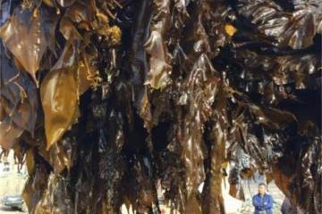 海帶哪裡的產地最好？海帶有保質期嗎？最長可放多長時間？