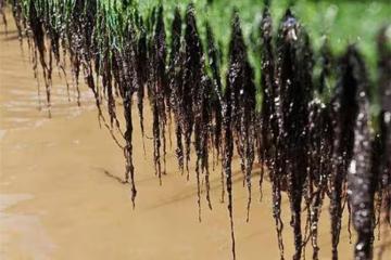 野生紫菜是從哪裡長出來的?你吃過不一定見過,看完文章長見識了