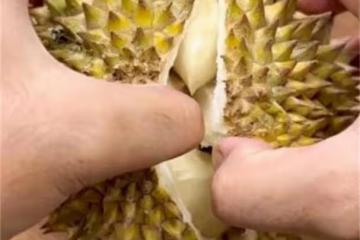 不管多難開的榴槤，找准一個位置，不傷果肉不扎手，輕鬆開榴槤