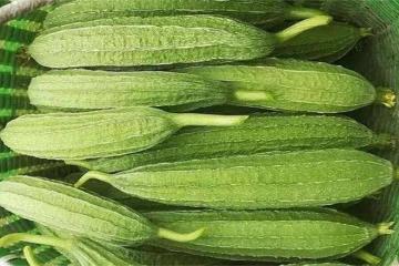 絲瓜發苦是怎麼回事？絲瓜發苦的原因，發苦後還能吃嗎？