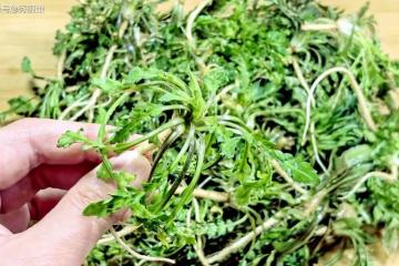 春天，使勁吃這菜，頭茬一口賽靈丹！養肝排毒又護眼，燉湯真鮮美