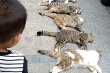 心痛！廣西南寧一小區現惡性投毒事件：十幾隻流浪貓一夜被毒死！