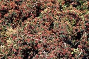 每天吃花椒,中國最好的花椒產地,你知道幾個?