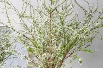 4種水培植物，只要插水裡很快就能開滿花，超有韻味