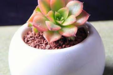 3種花是「速生苗」，不適合寒冷北方養護，入手需謹慎