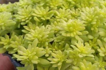 養花試試這幾款，只要給它充足的光照，金黃色美極了