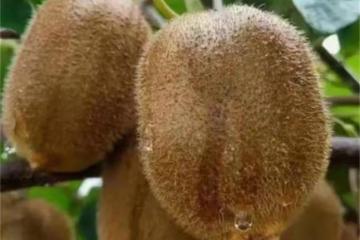 徐香獼猴桃幾月份成熟？徐香獼猴桃屬於後熟水果，如何催熟？