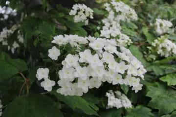 適合養在院子裡的漂亮花，好看好養，不用經常打理