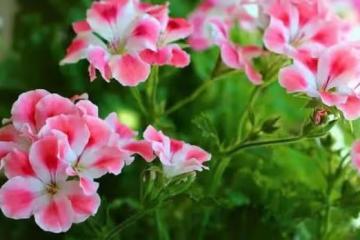 這3種花卉，被稱作開花機器，開花根本停不下來