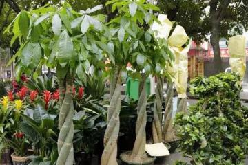 室內選擇這3種綠植,美觀大氣寓意好,家裡生機勃勃