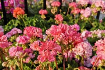 被稱為是開花機器的小花,開花就停不下來,擁有自己的花園