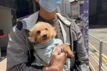 有愛!TVB上位小生街頭救下走失狗狗,成功找到主人獲贊好人好事