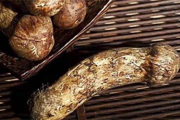 松茸，赤松茸，姬松茸都有啥區別，誰才是真頂級山珍？