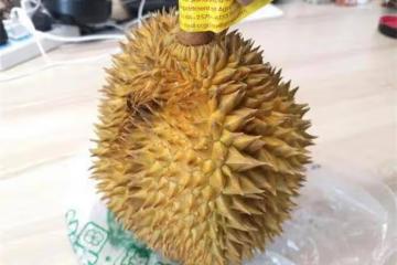 榴槤千萬不能挑圓形，沒有凹凸感的榴槤，刺也不能太大