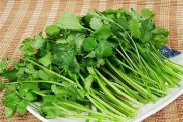 「芫荽」別名叫香菜，農村種來當菜吃，可知它還是一味好藥材？