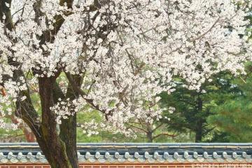 【韓國旅遊】2024年韓國櫻花名勝地分享