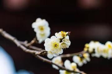 在一起最幸福,四大星座內心精明,犀利的理解能力
