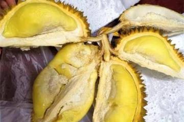 榴槤沒熟怎麼存放熟得快?教你2個小妙招,拯救生榴槤