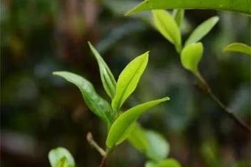 何為秋茶？秋茶的真正含義是什麼？秋茶與春茶的區別