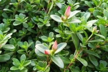 馬生菜和馬齒莧是一種嗎？到底有啥價值？