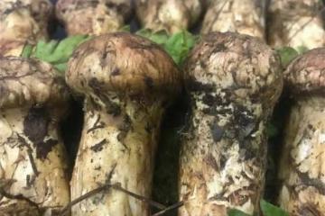 「菌中之王」的松茸,用最簡單的方法烹制,美味營養一級棒