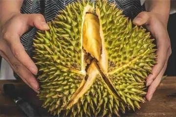 榴槤怎麼挑？只需記住這八大訣竅，就能挑到肉多又好吃的那個