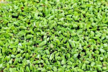 4月第一鮮,一年只能吃1次,比薺菜營養,比韭菜鮮,很多人沒吃過