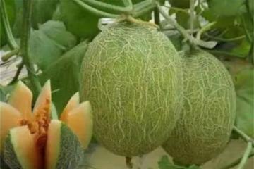 哈密瓜發苦是什麼原因？哈密瓜有點苦能吃嗎？