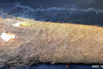 萬萬沒想到，它也能吃，吃一次要砍一棵樹，一周3次，養心又安神