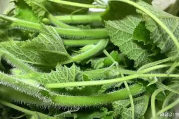 春天吃它，一清肺，二平肝，三促消化，這樣做，脆嫩鮮甜又下飯