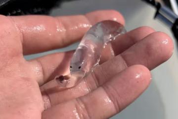 神秘外星動物？出海意外抓到「透明長鼻生物」　詭異躺手掌「長長象鼻狂甩」5秒影片曝光