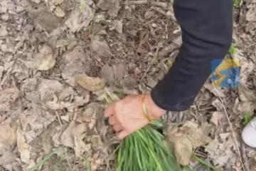 吃上爺爺種的韭菜了！女子清明回老宅，發現去世10年爺爺種的韭菜