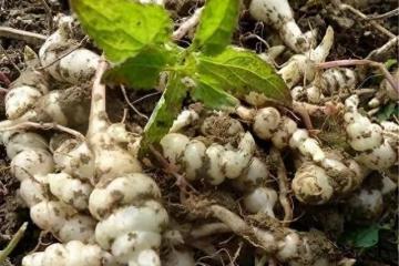 中國最難見到的三種菜,全吃過的人數量堪比大熊貓