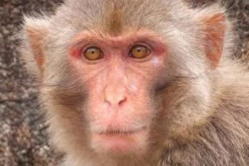 屬猴人是怎麼理解孤獨的?