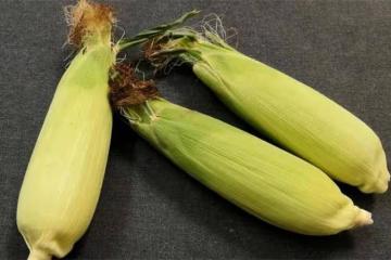 新鮮玉米原來要這樣儲存，學會這個方法，一年都能吃上新鮮玉米