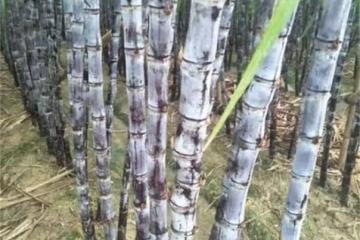 甘蔗一般幾月份成熟上市?甘蔗黑皮和青皮有什麼區別?