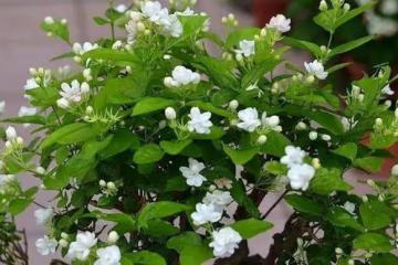 幾種漂亮花,二月不要忘記大剪枝,天暖才能開爆盆