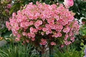養花試試懶人花，好養易活顏值高，真的太省心了
