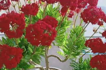 不怕冷,愛開花的3種花卉,輕鬆養出大老樁,作為年宵花也可以
