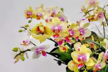 3種高顏值的花卉,當做家居都可以,裝飾理想中的家