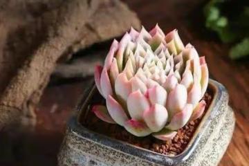 3月過了一半，幾種花不是入手好時機，否則帶回家養不活浪費錢