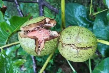核桃幾月份成熟？吃核桃有什麼好處？核桃有哪些吃法？