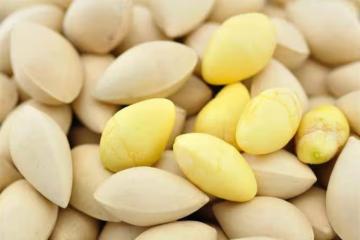 銀杏果能吃嗎？銀杏果怎麼吃不會中毒？銀杏果正確食用方法