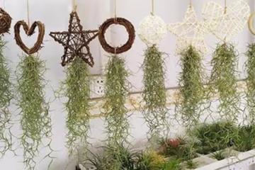 好養易活顏值高的幾種花，洋灰起來太簡單，對待新手很友好