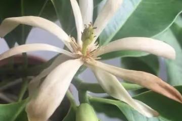 臥室養花有講究，這幾種花不能養，雖有香味，但刺激鼻腔