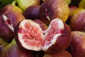 無花果是涼性還是熱性?哪六種人不宜食用無花果?