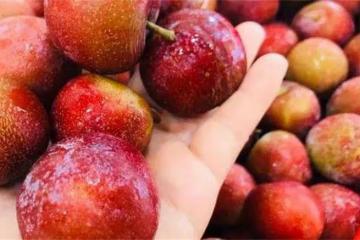 李子含糖量高不高?李子吃多了會怎樣?減肥可以吃李子嗎?