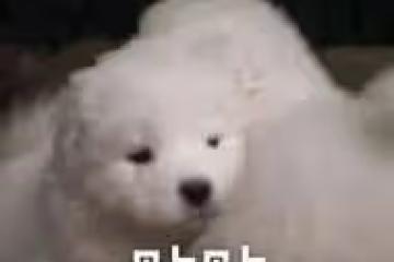 炒作還是真拉胯?