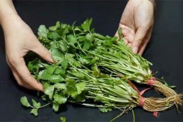香菜放冰箱保存就錯了,飯店大廚教你一招,放多久都新鮮,真實用